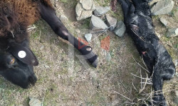 Туура-Суу айылында ветеринар кызматкерлердин шалакылыгынан койлор козу салууда