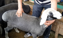 Айт күнү тыюу салынган эрежени бузгандарга чара көрүлөт