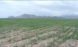 Былтыркыга салыштырмалуу эгин аянттары 22 миң гектарга көп айдалды 