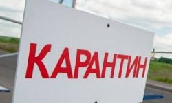 Ош: мал базарлар карантиндик-санитардык талаптарды сактаганда гана ачылат