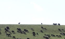 Жайыт талашка чекитти комиссия коёт