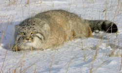 Судьба редкого животного