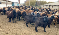 Минсельхоз КР: инициировано предложение о запрете на вывоз (экспорт) отдельных видов сельскохозяйственных товаров в третьи страны