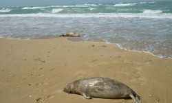 На туркменском побережье Каспийского моря обнаружены сотни мёртвых тюленей и тысячи рыб