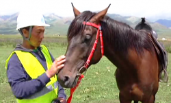 Көчмөндөр оюну: Суусамыр өрөөнүндө “Ат чабыш” боюнча тандоо туру өткөрүлүүдө