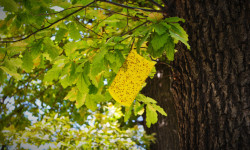 Чапталма тузактар Бишкектин эмен бактарын сактап калууда