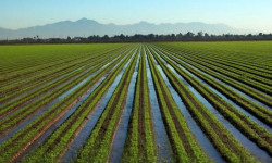 Сугат сууну көзөмөлгө алуу үчүн дыйкандарга атайын лимит орнотулган