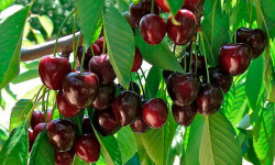 Талаадагы түйшүк менен мээнеттин акыбети