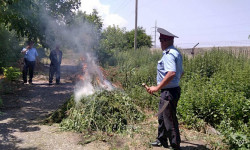 Кадамжай районунда 4,5 миң кг жапайы кара куурай жок кылынды 