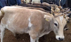 Кыргызстандан малды экспорттоого 8-июлдан баштап уруксат берилет