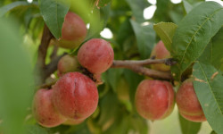 Араван районунун Төө-Моюн айылында эң алгачкы түшүм жыйноо башталды