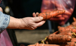 Кыргызстанда сабиздин баасы арзандай баштады