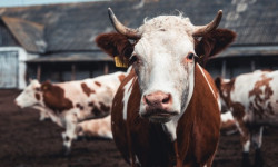 Импорттолгон бир катар тоют азыктары кошумча нарк салыгынан бошотулду