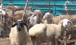 Нарында Курман айтка даярдык өзгөчө