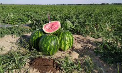 Жайдын кургак, аптаптуу аба ырайынын айыл чарбасына тийгизген таасири 