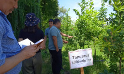 Бишкекте курт жеген эмен бактарын дарылоонун натыйжасы текшерилүүдө 