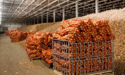 Экспортко багытталган айыл чарба