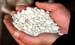 Төө буурчак бышып, жыйнала баштады