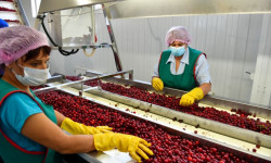 Улукбек Марипов: Ысык-Көл облусу экспортко багытталган мөмө-жемиш продукциясын өндүрүүдө чоң мүмкүнчүлүктөргө ээ