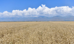 Дан эгинин импорттоо жана ун жеткирлүүлөр 1 жылга кошумча нарк салыгынан бошотулду