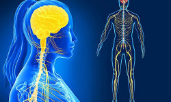 Коронавирус менен ооруп айыккан жаштардын нерв системасында өзгөрүүлөр болоору айтылды