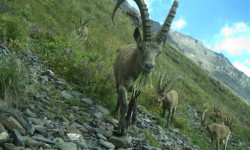 Кыргызстанда кезектеги аңчылык сезону ачылды