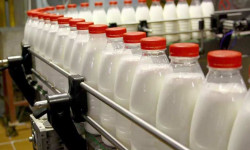 Жарым жылда республика боюнча 979,2 миң тонна сүт өндүрүлдү