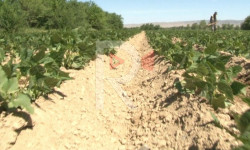 Кара-Бууралык дыйкандар сууга жетпей, төө буурчактары күйүп кетти