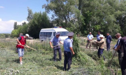 ИИМ: Өлкө аймагында 187 тоннадан ашуун кара куурай жок кылынды