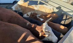 Кыргыз-казак чек арасынан 126 баш мал жандыктарын жана башка товарларды мыйзамсыз ташууга бөгөт коюлду 