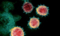 Кыргызстанда бир күндө 196 адамдан COVID-19 табылып, 4 бейтап каза болду