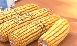 Сузак районунда дыйкандарга жүгөрүнүн түшүмдүү сортун өстүрүү сунушталды