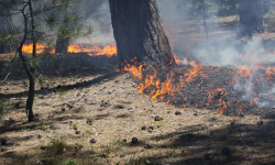 Чоң-Кемин өрөөнүндөгү ири өрт толук өчүрүлдү