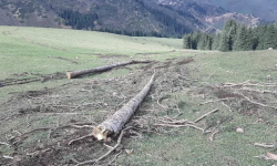 Кырчын жайлоосу текшерилип, чарбага 69 миң сом зыян келтирилгени аныкталды 