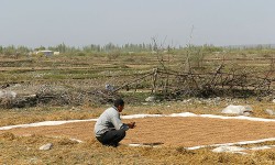 Өзгөн күрүчү ЕАЭБтин соода рыногуна тоскоолдуксуз чыга алат