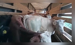 Кыргызстанга 1011 баш ири мүйүздүү малды жана жылкыларды мыйзамсыз алып өтүү аракети аныкталды 