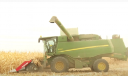 Дыйкандар жүгөрүнү экспорттоого киргизилген чектөөнү жоюну талап кылышууда