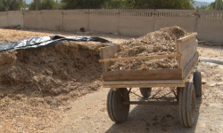 Таластык фермерлер унутта калып бараткан чыктуу тоют даярдоону колго алышты 