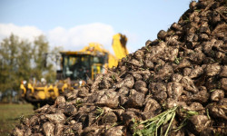 Таласта кызылча жыйноо өнөктүгү кызыды