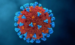 Акыркы суткада 98 адамдан COVID-19 табылып, эки бейтап каза болду