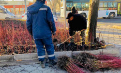 Борбор калаада 60 миң жашыл тосмо көчөттөрү отургузулат