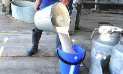 Сүт өндүрүү республиканын бардык облустарында көбөйгөнү байкалды