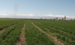 Өлкөгө сырттан тоют ташып келүүгө каралган жеңилдиктердин мөөнөтү узарышы мүмкүн