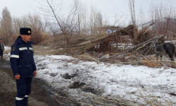 Ысык-Көлдө автожолдун боюндагы бак-дарактарды кыйган факты аныкталды