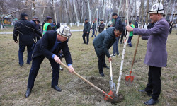 Бир бак тиксең - миң сооп аласың. Ош шаарында 10 миң түп павловния көчөтү отургузулду