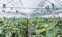 Токойчуларды сүйүнткөн заманбап күнөскана курулду