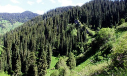 2022-жылга токойлорду көбөйтүү аракети көрүлүп, бюджеттен 97,4 миллион сом каралды