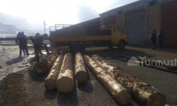 Ак-Суу районунан мыйзамсыз кыйылган карагайлар аныкталды