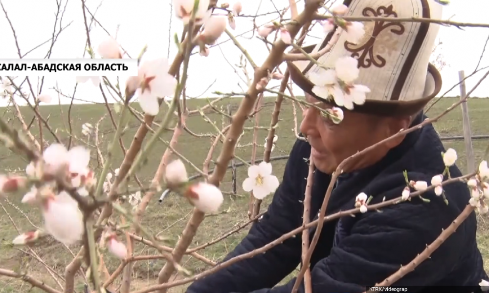 В этом году аграрии Кыргызстана получат кредиты по заниженной ставке в 6% годовых