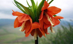 Быйыл Баткенде биринчи жолу республикалык деңгээлде өтө турган Нооруз майрамына даярдык көрүлүүдө